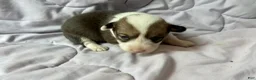 American Corgi dogs for sale: Sable female - Ad 1