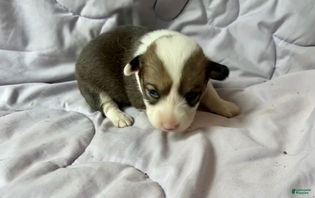 American Corgi dogs for sale: Sable female - Ad 1