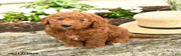 Mini Goldendoodle dogs for sale: Louie - Ad 3
