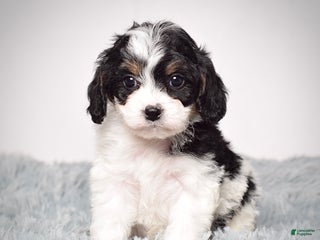 Cavapoo dogs - Ad 10