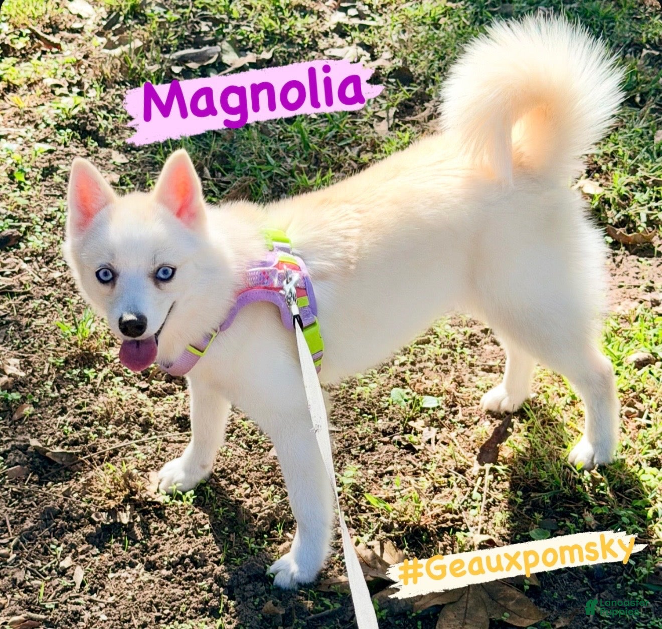 Mixed Breed dogs Magnolia  - Ad 8
