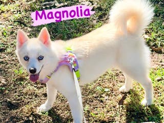 Mixed Breed dogs Magnolia - Ad 8