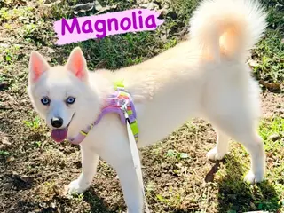 Mixed Breed dogs Magnolia - Ad 11