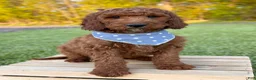 Irish Doodle dogs for sale: Copper - Ad 23