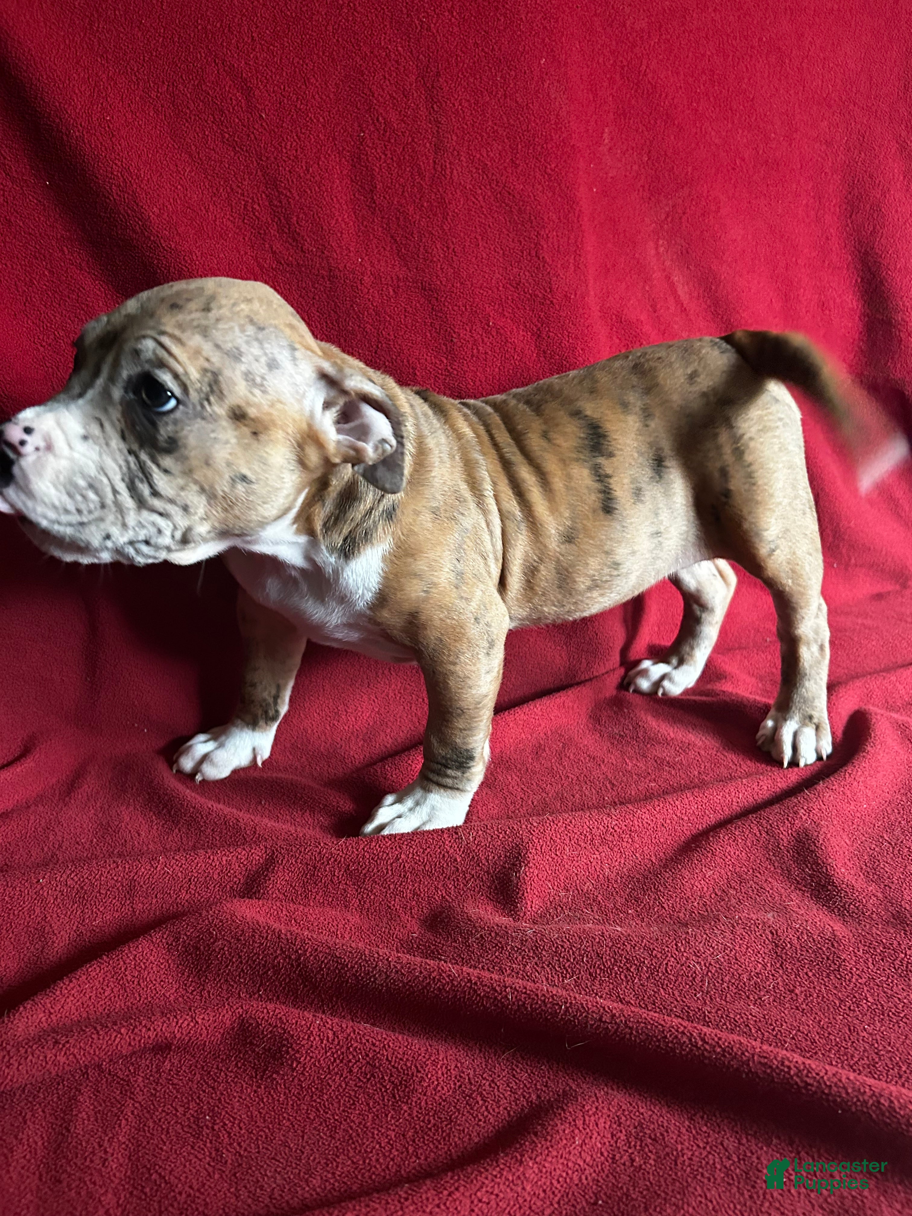American Bully dogs American Bully Puppy 4 - Ad 1
