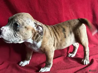 American Bully dogs for sale: American Bully Puppy 4 - Ad 1