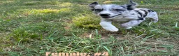 Australian Shepherd dogs for sale: Australian Shepherd 4 - Ad 2
