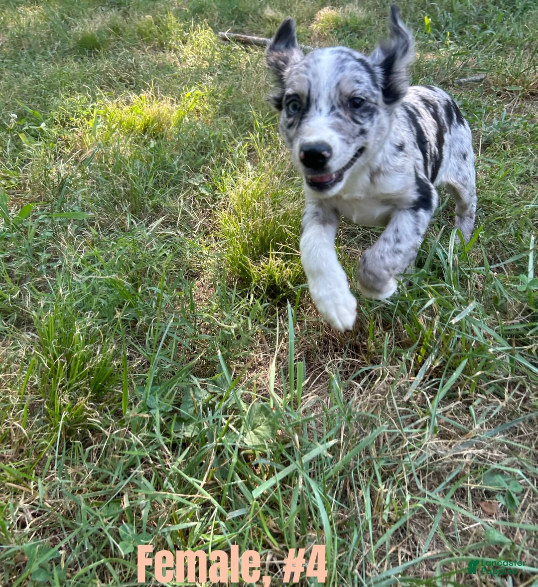 Australian Shepherd dogs for sale: Australian Shepherd 4 - Ad 2