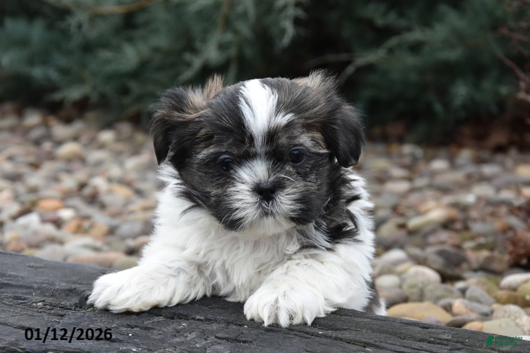Shih Tzu dogs for sale: Justin - Ad 1