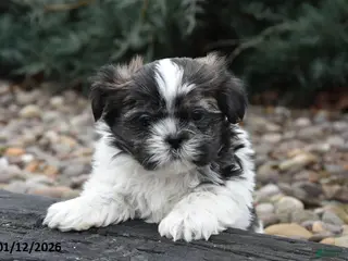 Shih Tzu dogs Justin - Ad 4