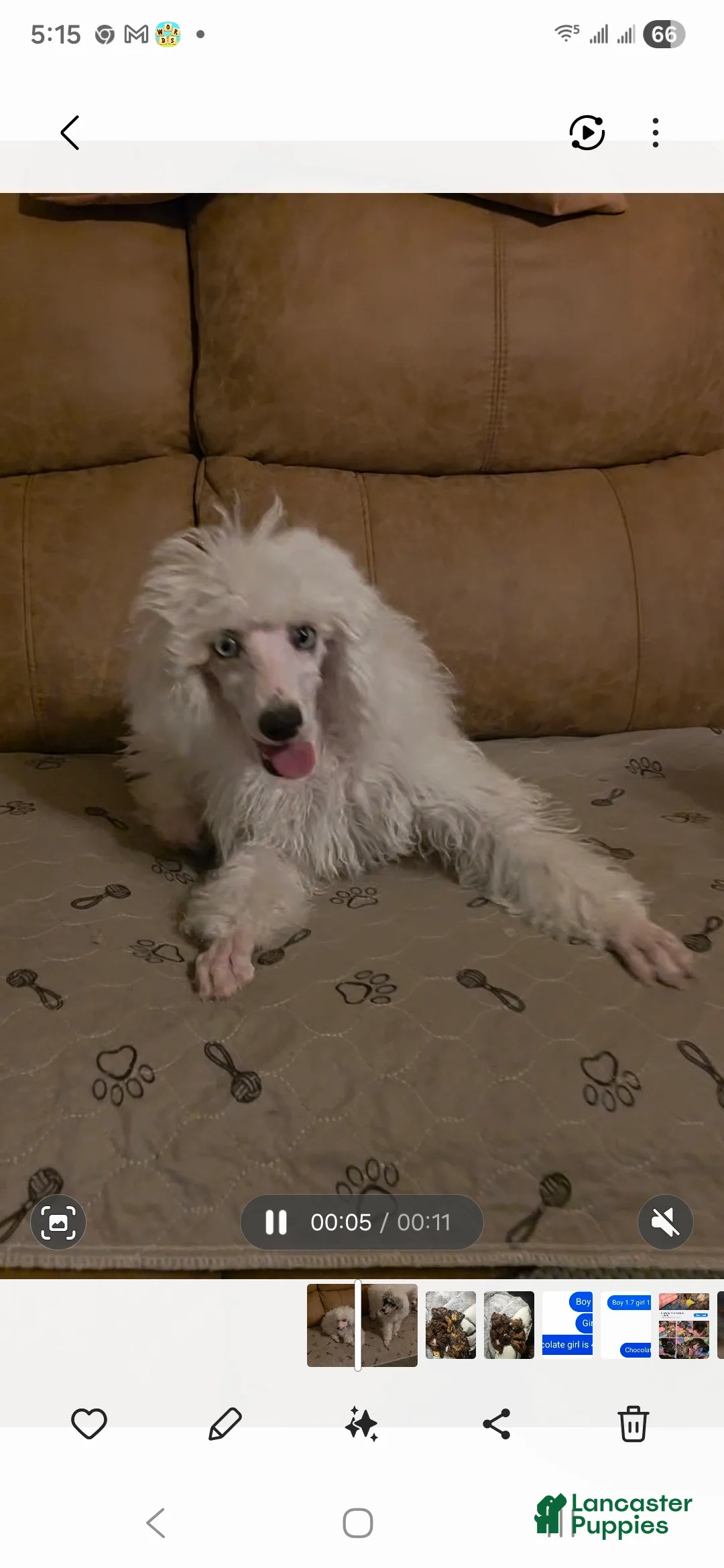 Miniature Poodle dogs for sale: Miniature Poodle Puppy 1 - Ad 3