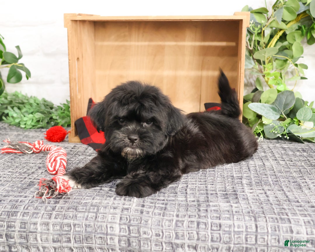 Shihpoo dogs for sale: James  - Ad 2