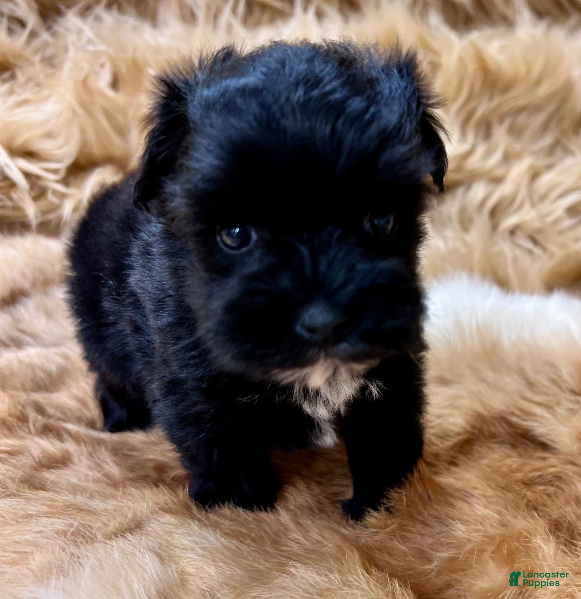 Miniature Schnauzer dogs Hawkeye - Ad 6