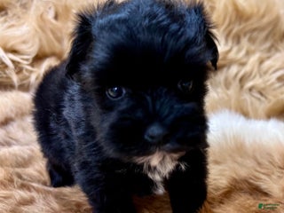 Miniature Schnauzer dogs Hawkeye - Ad 3