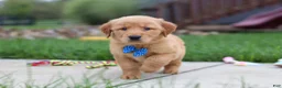 Golden Retriever dogs for sale:  Eclipse  - Ad 8