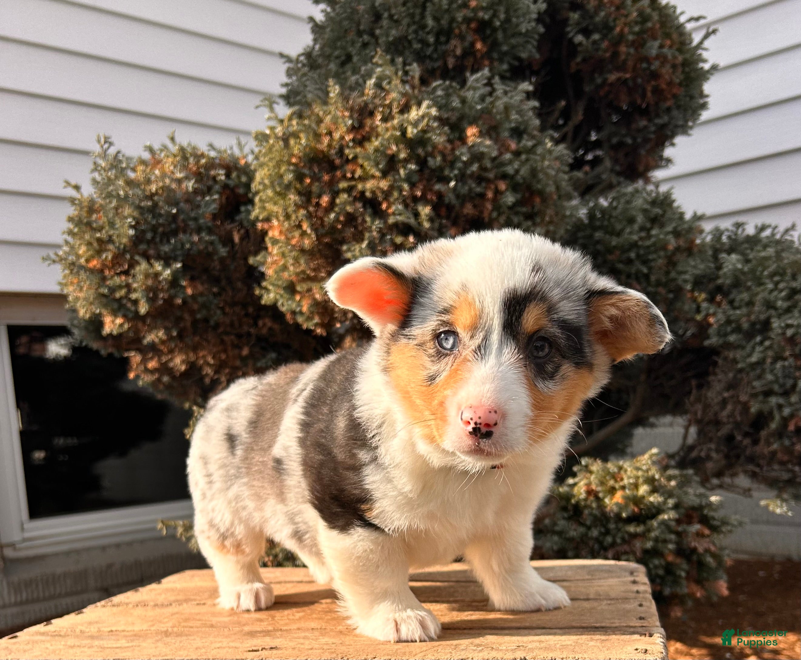 Welsh Corgi Pembroke dogs Daphne - Ad 1