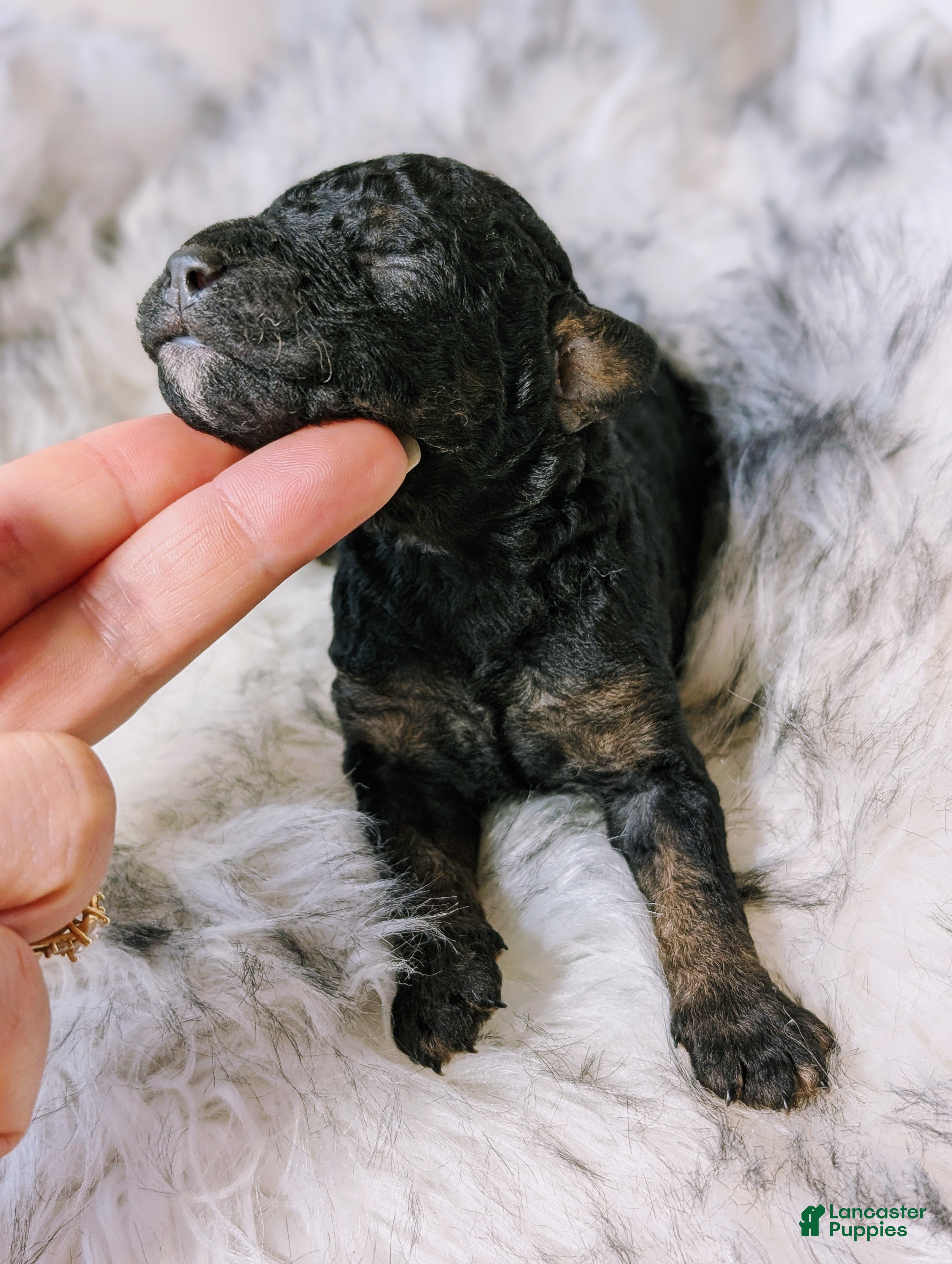 Mixed Breed dogs LIONHEART  - Ad 2