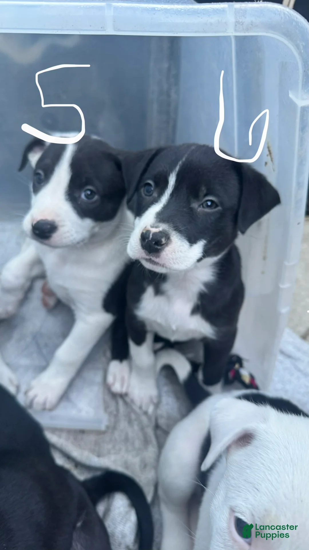 Mixed Breed dogs for sale: Male 6 - Ad 2
