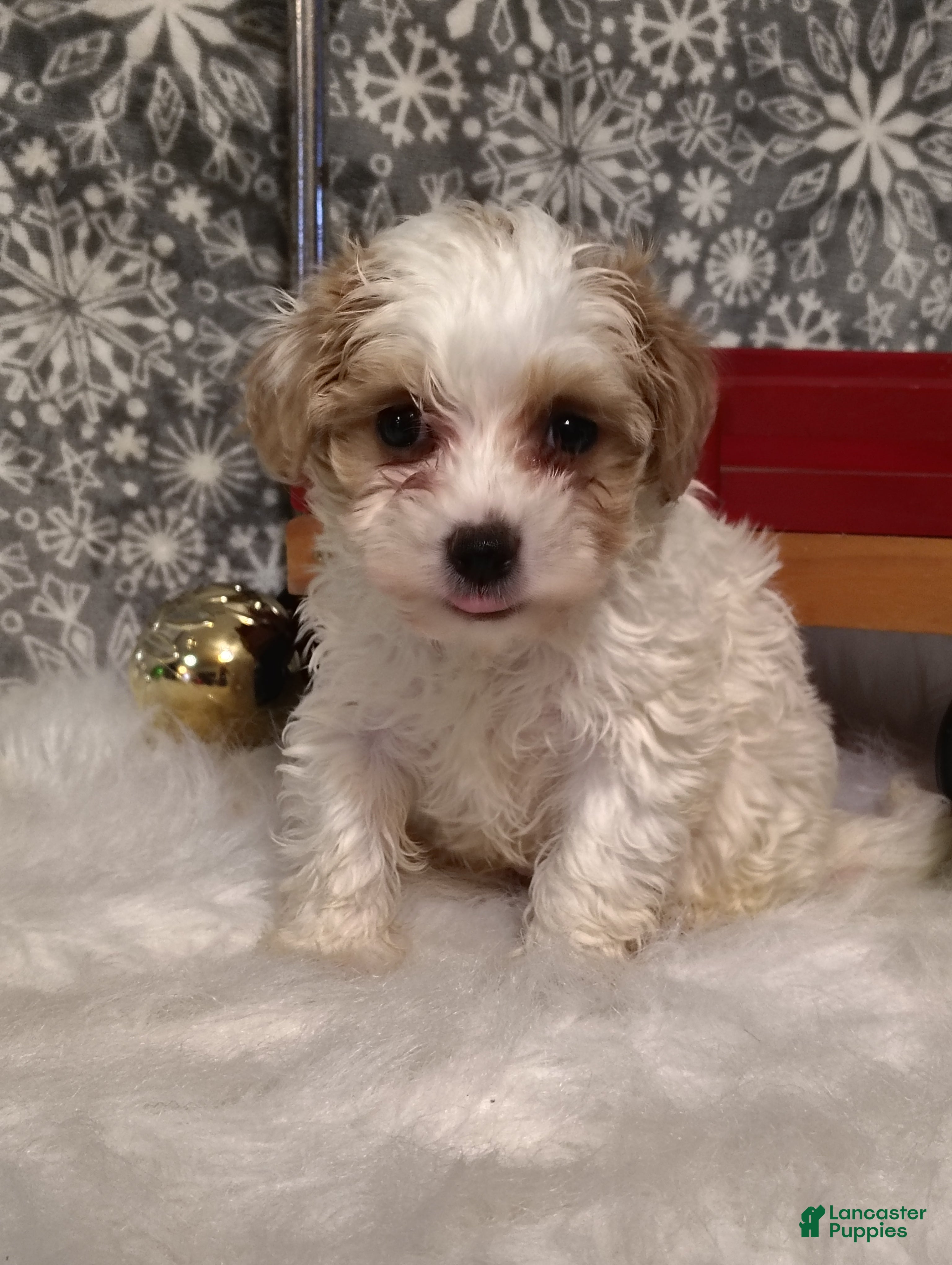 Maltipoo dogs Leo - Ad 6