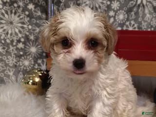 Maltipoo dogs Leo - Ad 25