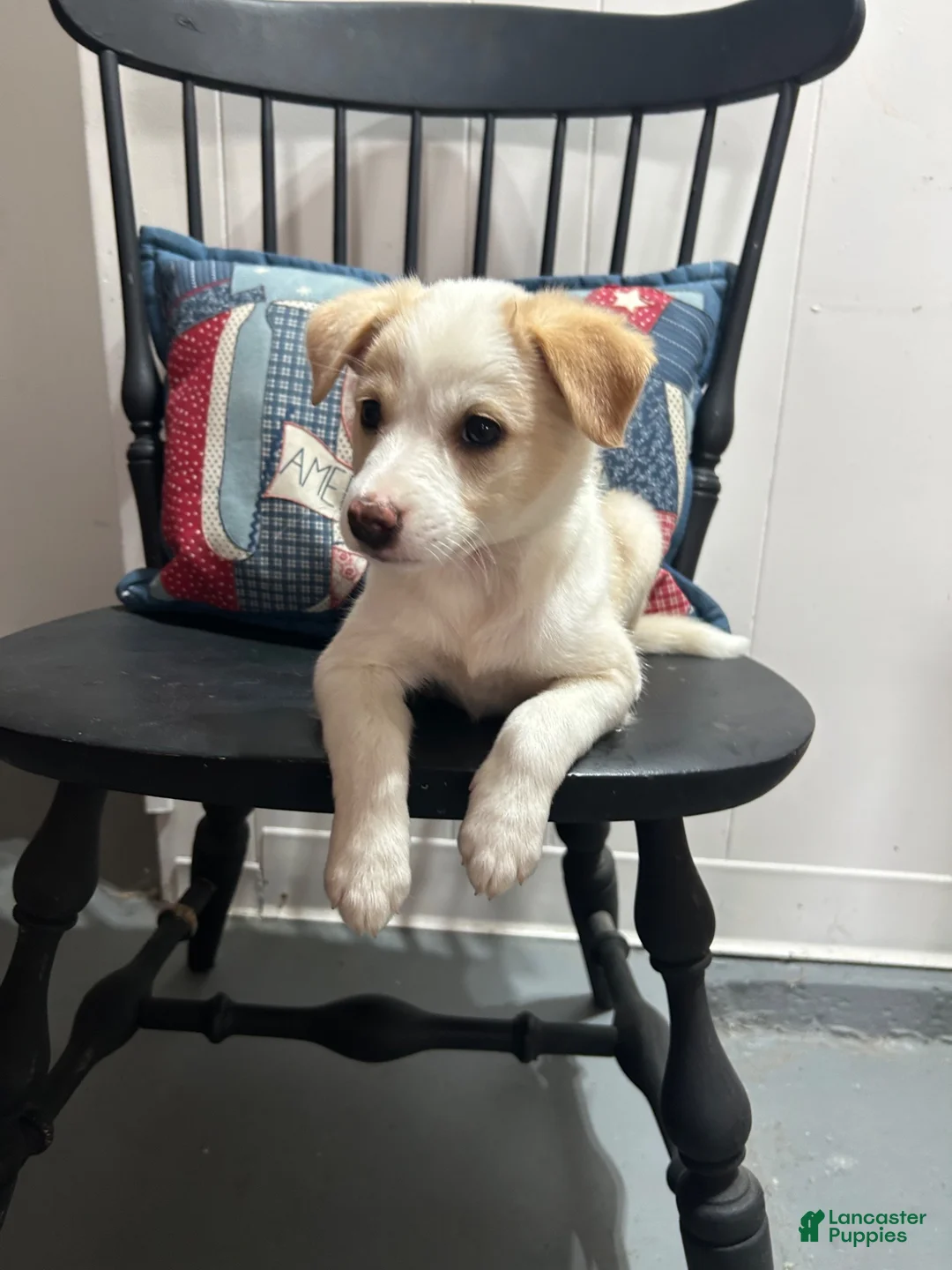 Miniature Australian Shepherd dogs for sale: Missy - Ad 2