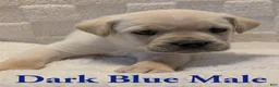 Cane Corso dogs for sale: Dark Blue - Ad 5