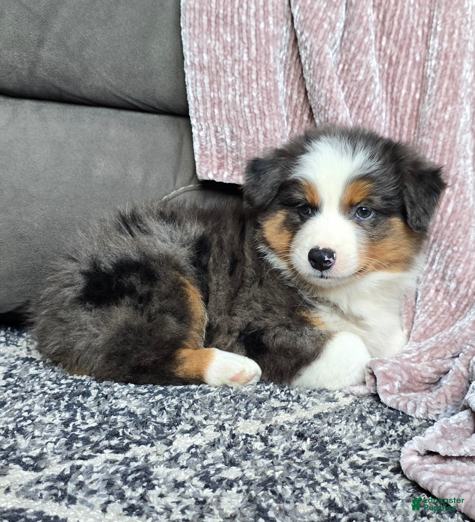 Australian Shepherd dogs Nash - Ad 2