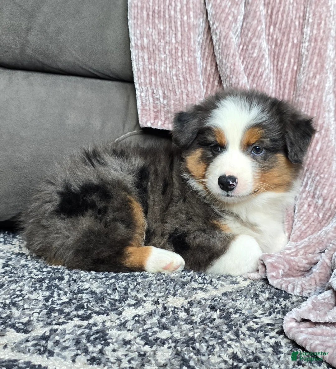 Australian Shepherd dogs for sale: Nash - Ad 2