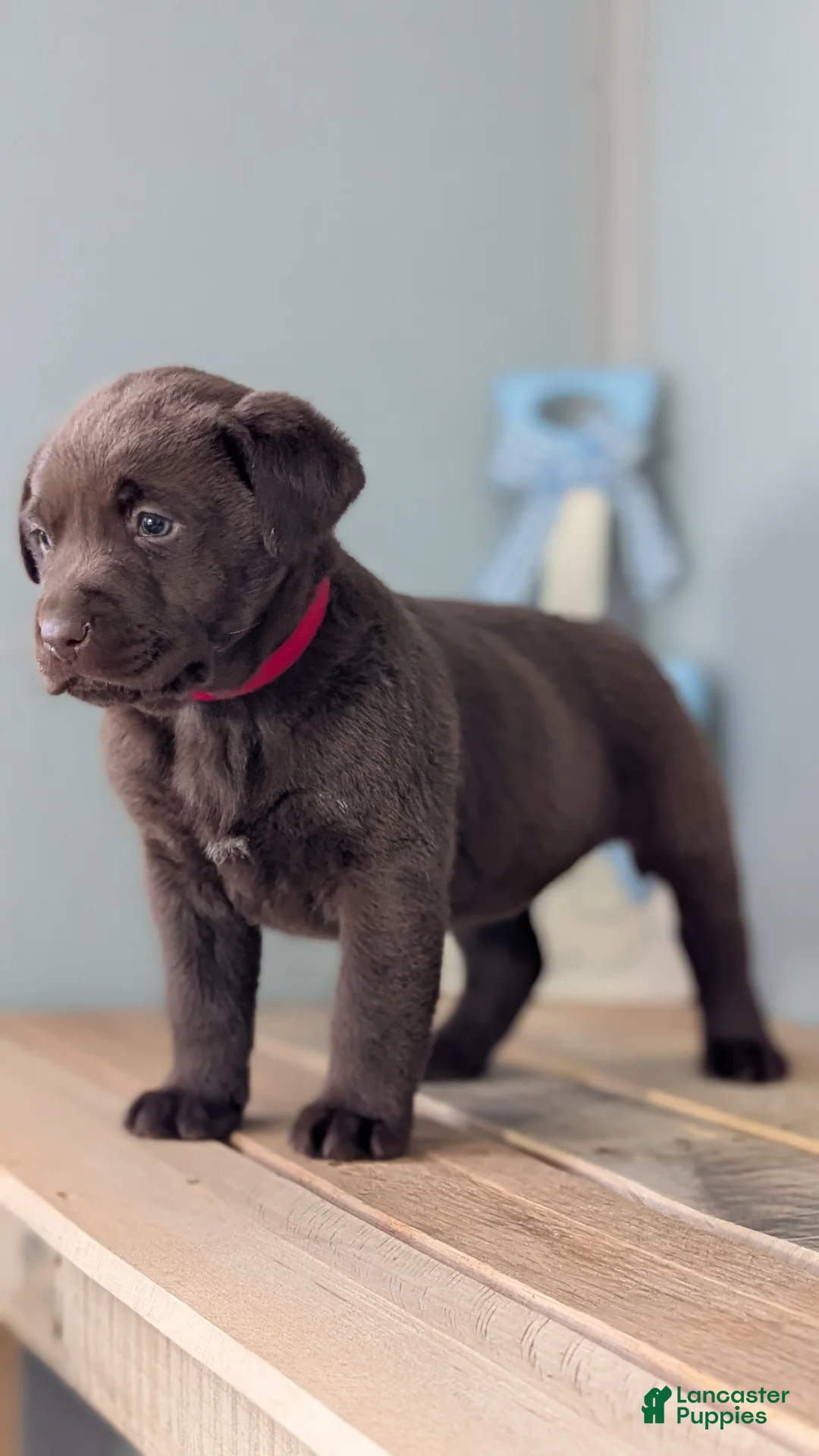 Labrador Retriever dogs for sale: Kobe - Ad 4