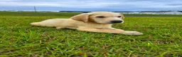 Labrador Retriever dogs for sale: Nova - Ad 3