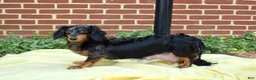 Miniature Dachshund dogs for sale: Camper  - Ad 8