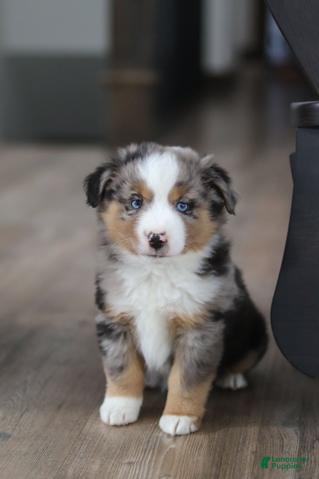 Miniature Australian Shepherd dogs for sale: Anson - Ad 7