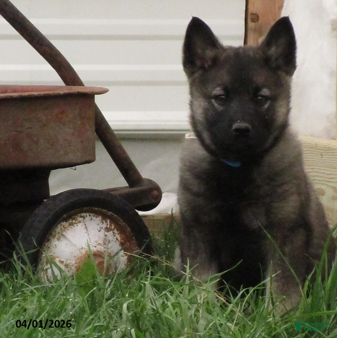Norwegian Elkhound dogs for sale: Casper - Ad 1