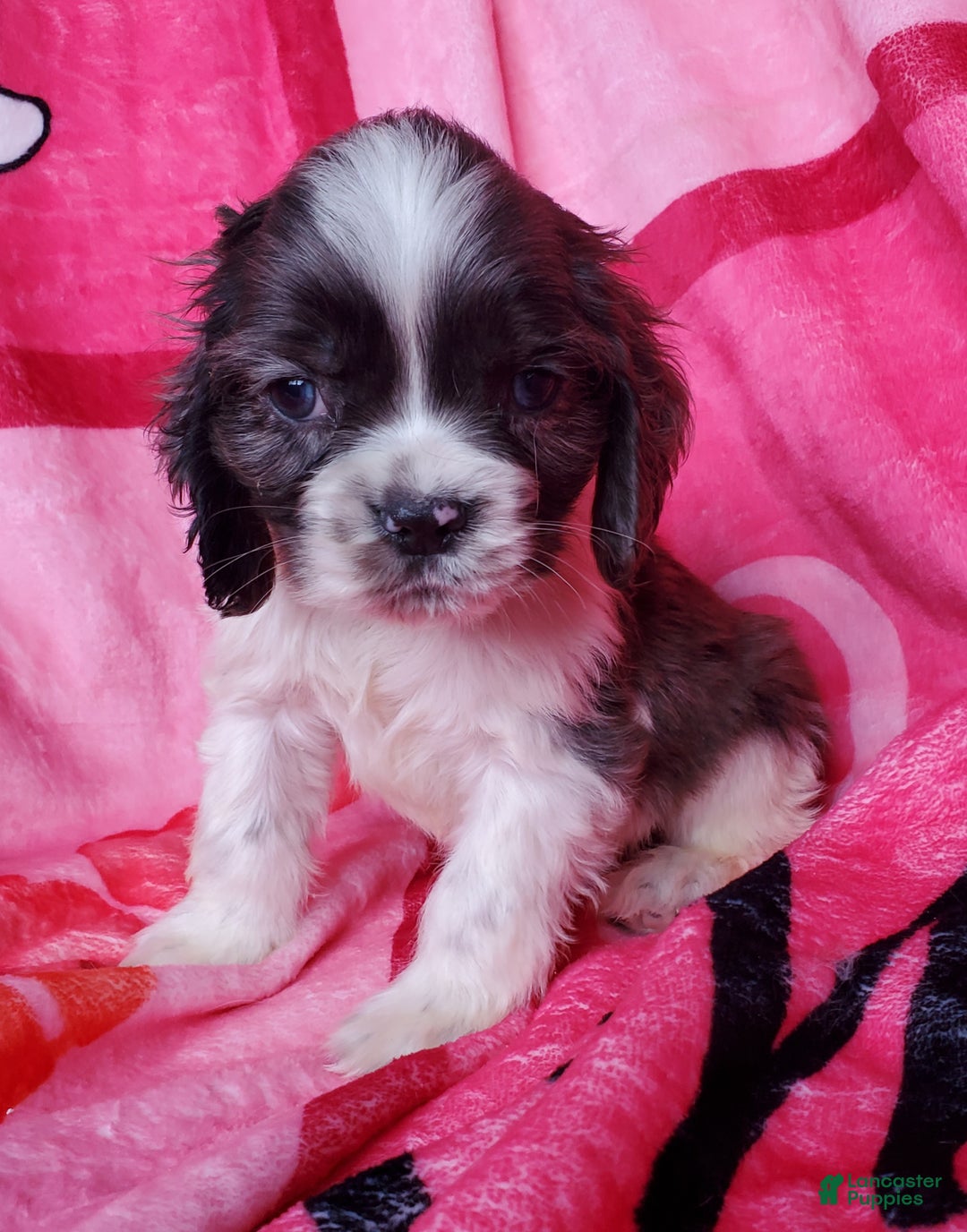 Cocker Spaniel dogs for sale: Thor (little one) - Ad 2