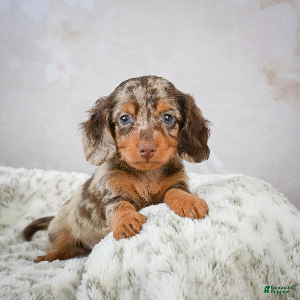 Miniature Dachshund dogs Parker - Ad 21