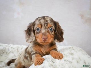 Miniature Dachshund dogs Parker - Ad 21