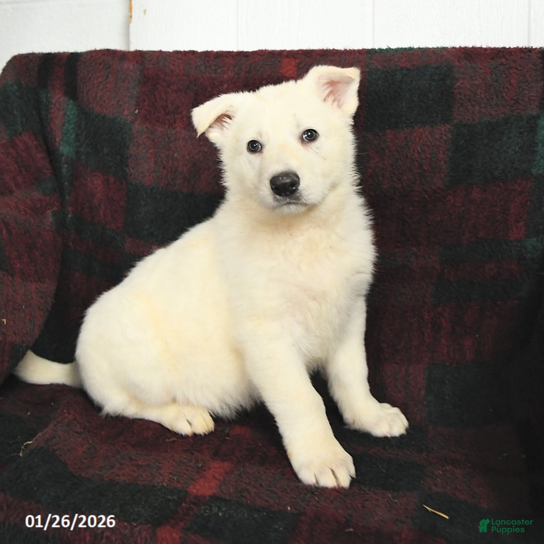 German Shepherd dogs for sale: Blizzard - Ad 3