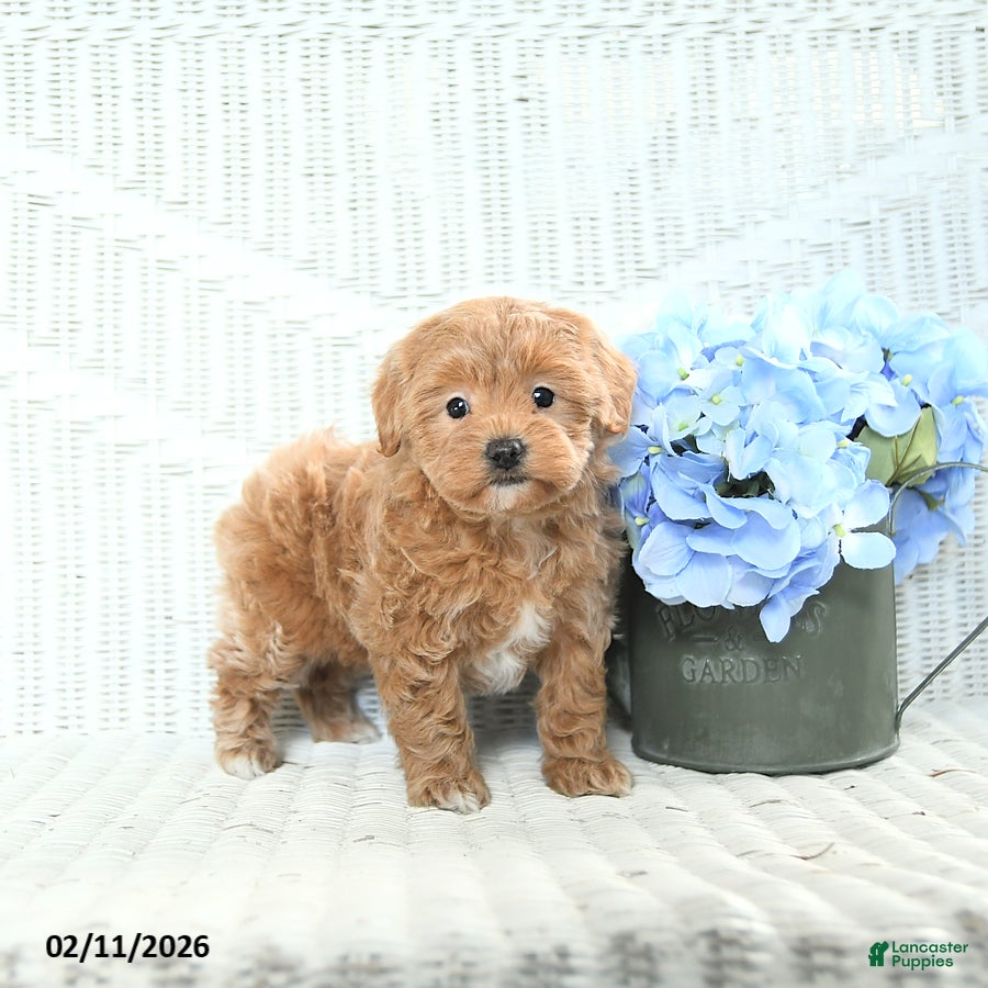 Mini Aussiedoodle dogs Trixie - Ad 2