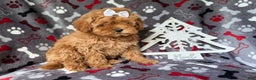 Cockapoo dogs for sale: Noel - Ad 8