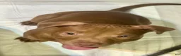 American Pit Bull Terrier dogs for sale: American Pit Bull Terrier 2 - Ad 3