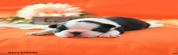 Boston Terrier dogs for sale: Rosie - Ad 3
