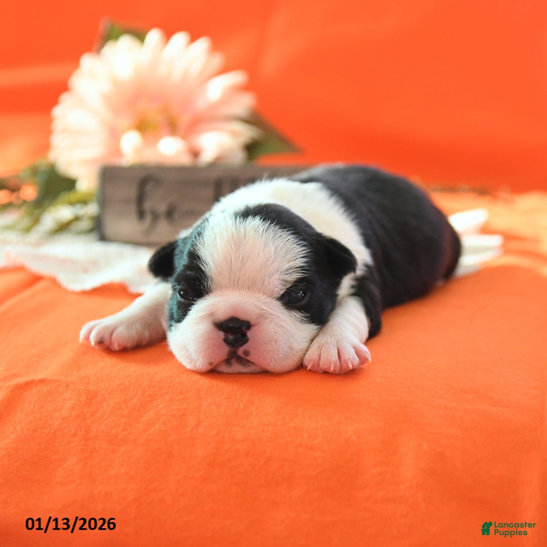 Boston Terrier dogs for sale: Rosie - Ad 3