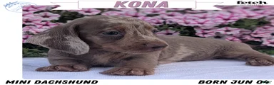 Kona