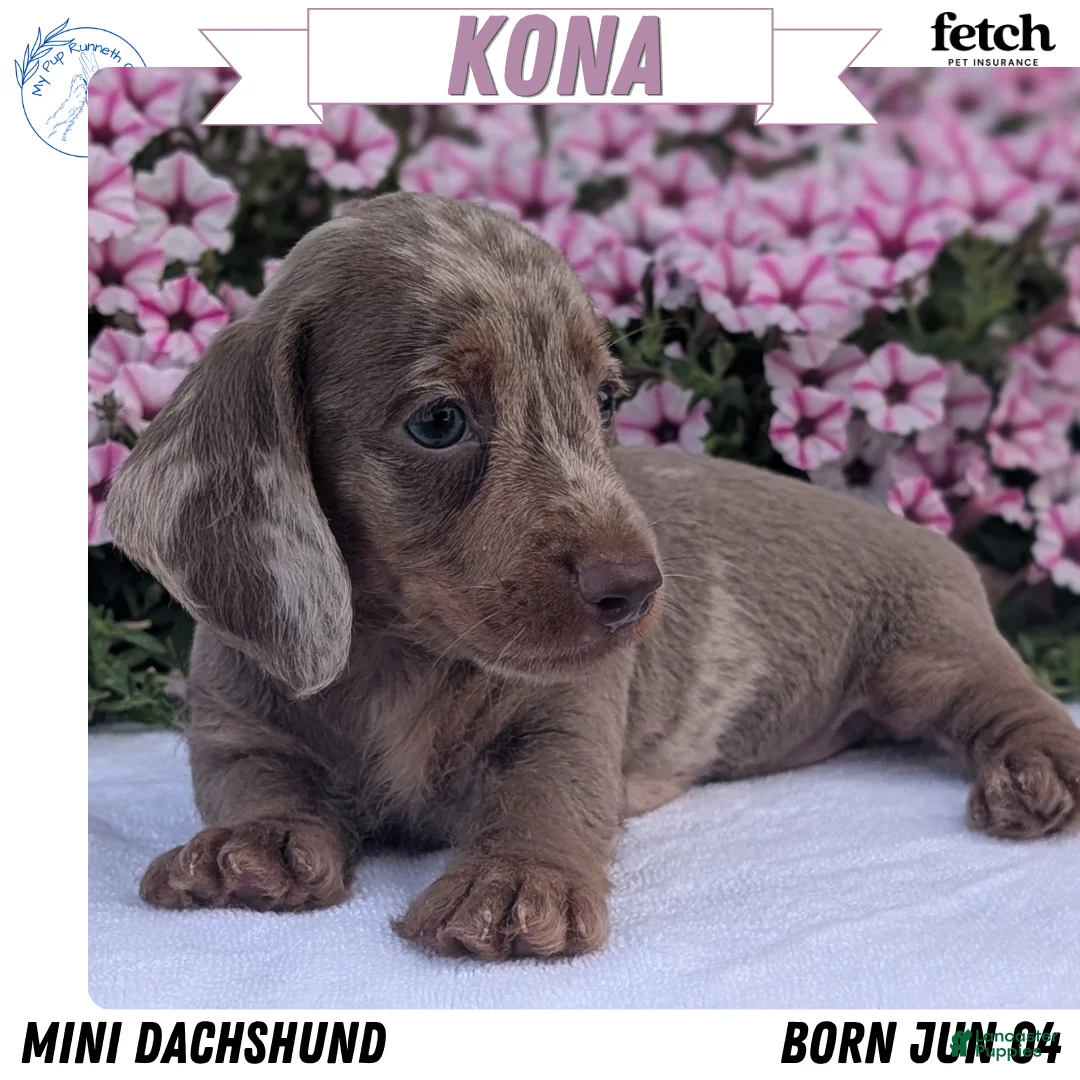 Miniature Dachshund dogs for sale: Kona - Ad 1