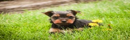 Yorkshire Terrier dogs for sale: Tahoe - Ad 6