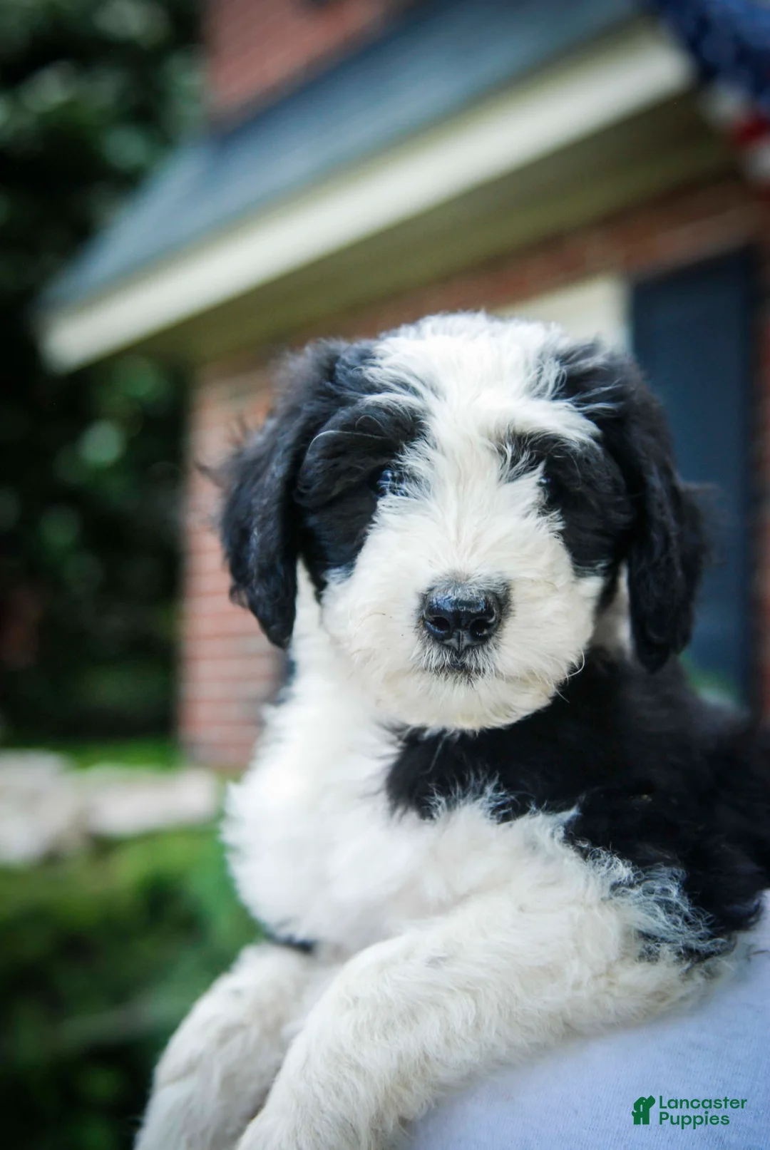 Gallery Image {{count}}