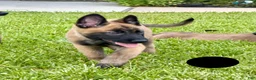 Belgian Malinois dogs for sale: Belgian Malinois 1 - Ad 2