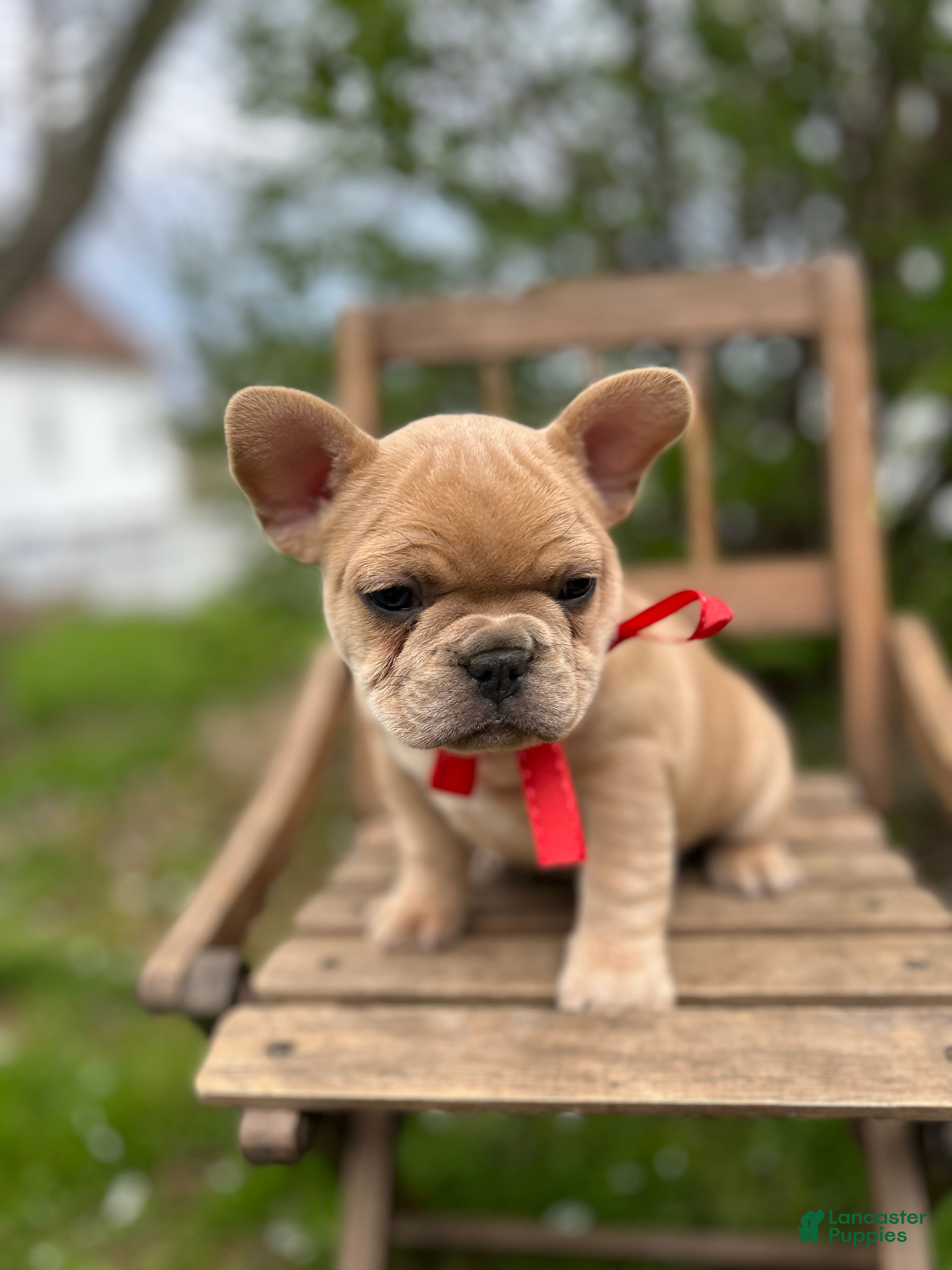 French Bulldog dogs for sale: French Bulldog Puppy 5 - Ad 3