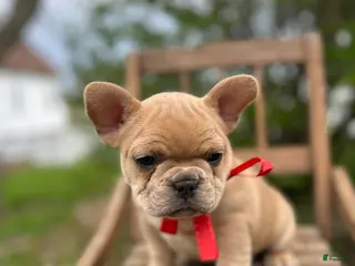French Bulldog dogs for sale: French Bulldog Puppy 5 - Ad 3
