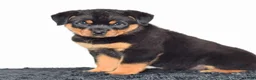 Rottweiler dogs for sale: Lola - Ad 5